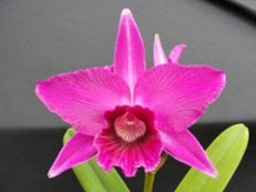 Cattleya purpurata sanguinea ('CG' x 'Sky Red')