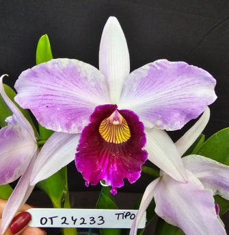 Cattleya purpurata *Select* OT 24233