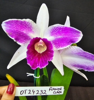 Cattleya purpurata *Select* OT 24232