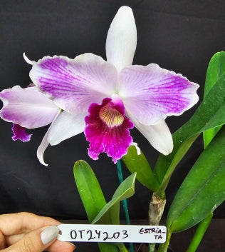 Cattleya purpurata *Select* OT 24203