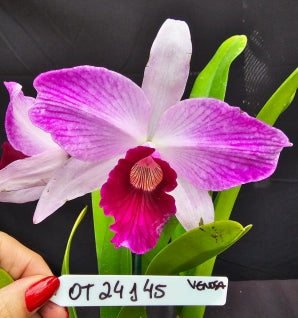 Cattleya purpurata *Select* OT 24145
