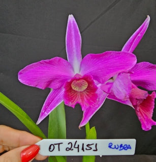 Cattleya purpurata *Select* OT 24151
