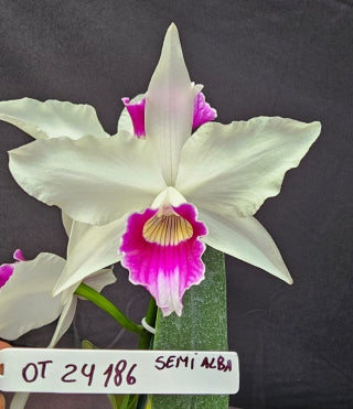 Cattleya purpurata *Select* OT 24186