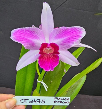 Cattleya purpurata *Select* OT 2475