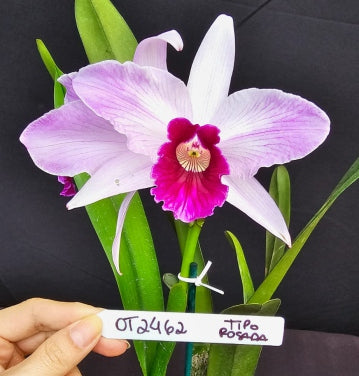 Cattleya purpurata *Select* OT 2462