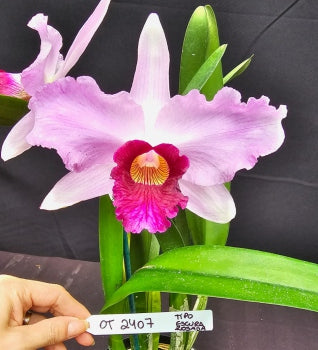 Cattleya purpurata *Select* OT 2407
