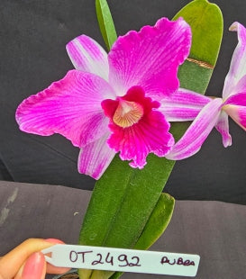 Cattleya purpurata *Select* OT 2492