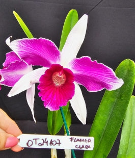 Cattleya purpurata *Select* OT 24107