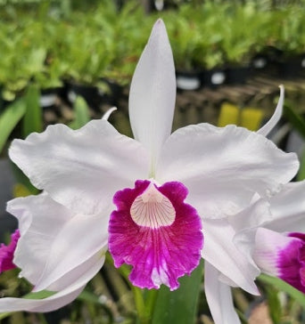 Cattleya purpurata *Select* OT 2425