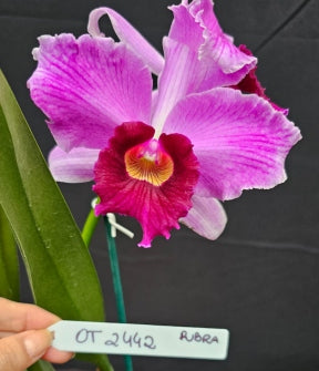 Cattleya purpurata *Select* OT 2442