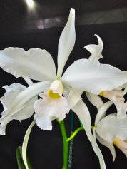 Cattleya purpurata 'suave Tradicao'