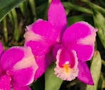 Cattleya harrisoniana rubra x Self