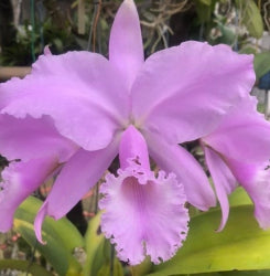 Cattleya warneri ('Ricardo Bells' x 'Robusta')