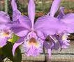 Cattleya warneri (purpureo striata x Albatroz)