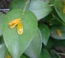 Acianthera luteola