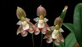 Bulbo ambrosia