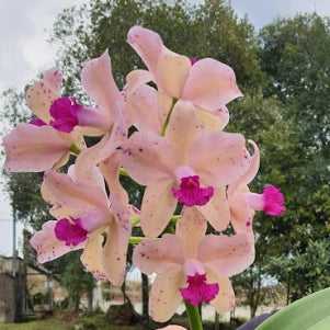 C. amethystoglossa (aurea tradição x salmonea tradição)
