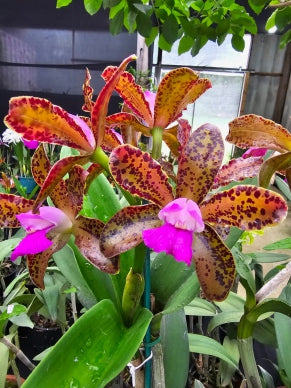 Cattleya leopoldii (tigrina) x self