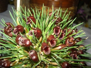 Maxillaria juergensi