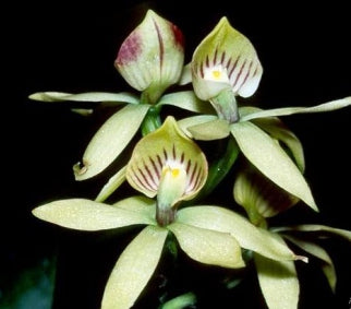 Prosthechea trulla