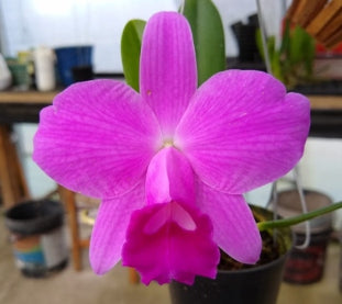 Laelia pumila (primor x rincao)
