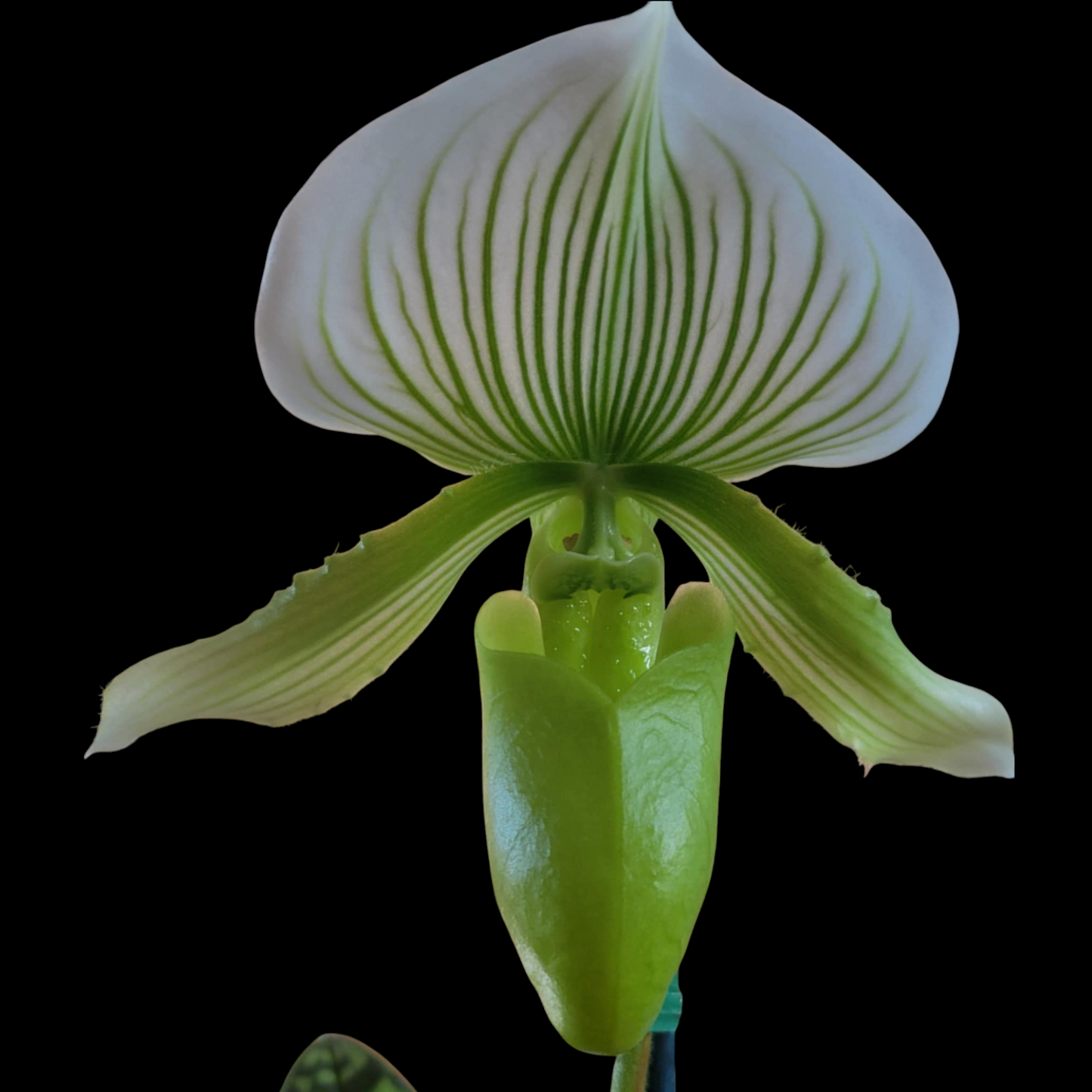 Paph (Makuli-Curtisii x Maudiae 'Napa Valley') x sib