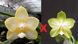 Phal (Yaphon Lover x Chang Maw Evergreen 'DT') - Dr. Bill's Orchids, LLC