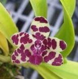 Rhynchonopsis Tutti Fruiti 'Fox' - Dr. Bill's Orchids, LLC