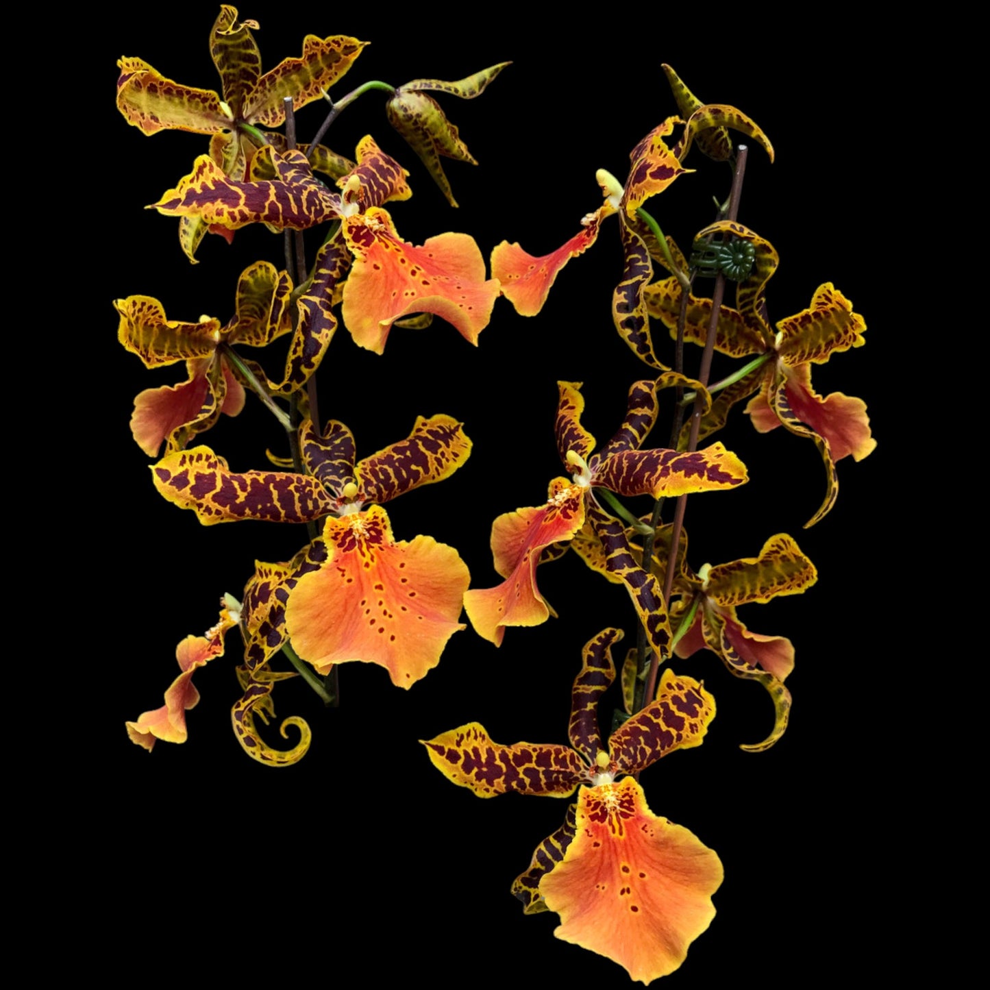 Alcra. Hilo Ablaze 'Hilo Gold' HCC/AOS - Dr. Bill's Orchids, LLC