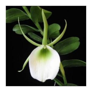 Angraecum infundibulare - Dr. Bill's Orchids, LLC
