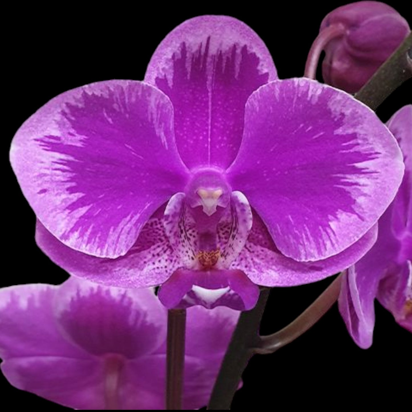 ASSORTED COLOR Bud/Bloom Phalaenopsis Wholesale - Dr. Bill's Orchids, LLC
