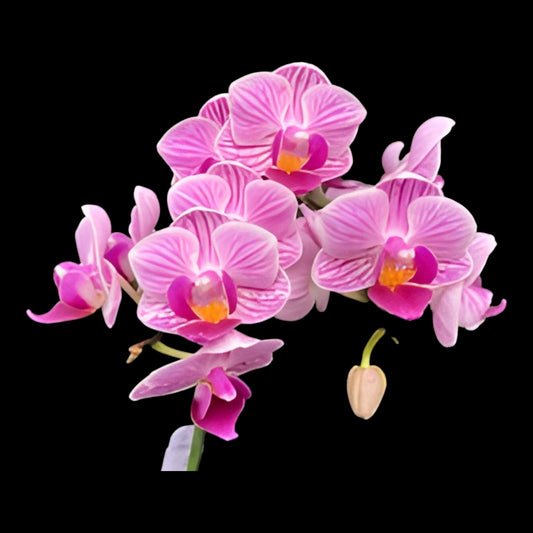 ASSORTED COLOR Bud/Bloom Phalaenopsis Wholesale - Dr. Bill's Orchids, LLC
