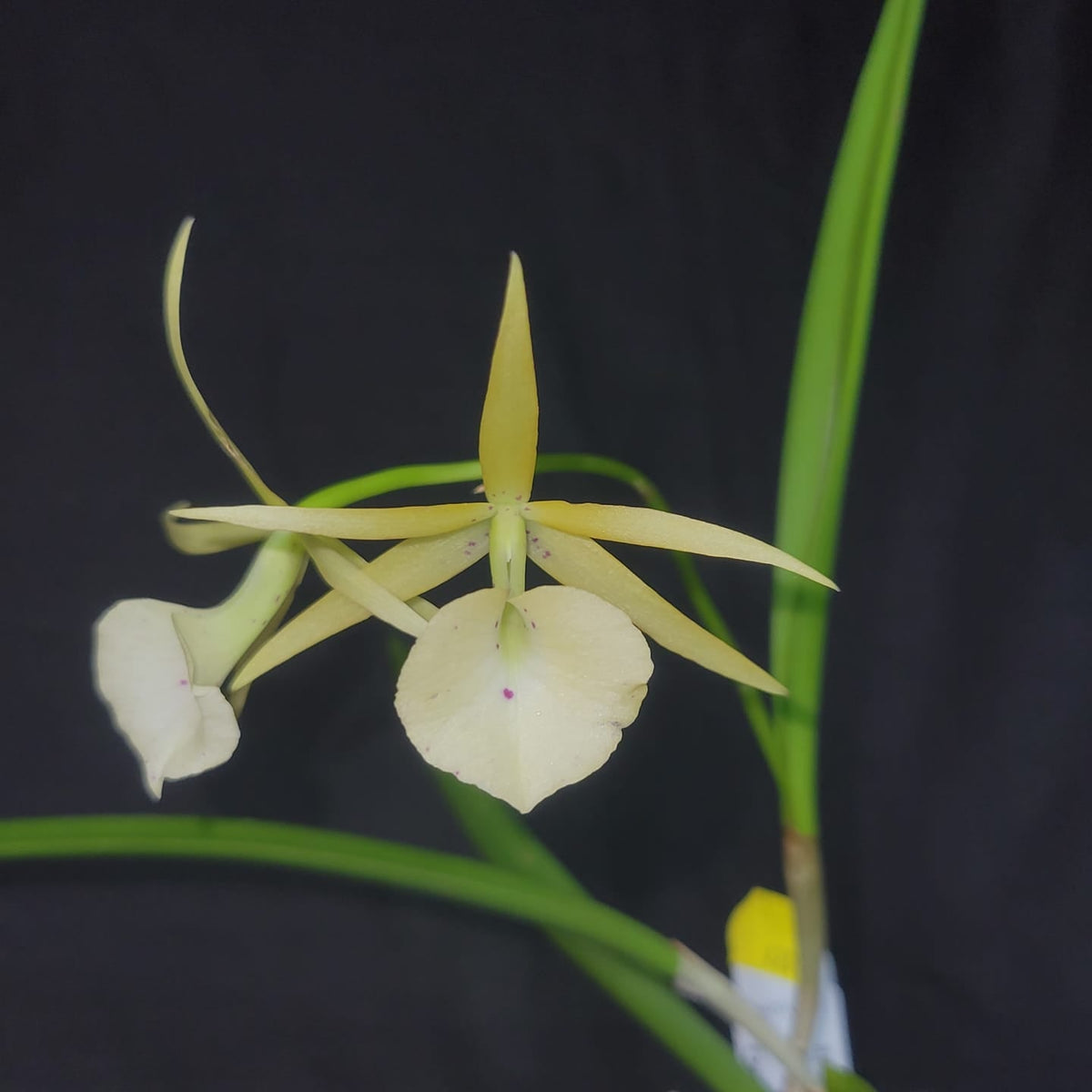 Bc. Yellow Bird - Dr. Bill's Orchids, LLC