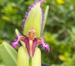 Bulbo fascinator semi-album - Dr. Bill's Orchids, LLC