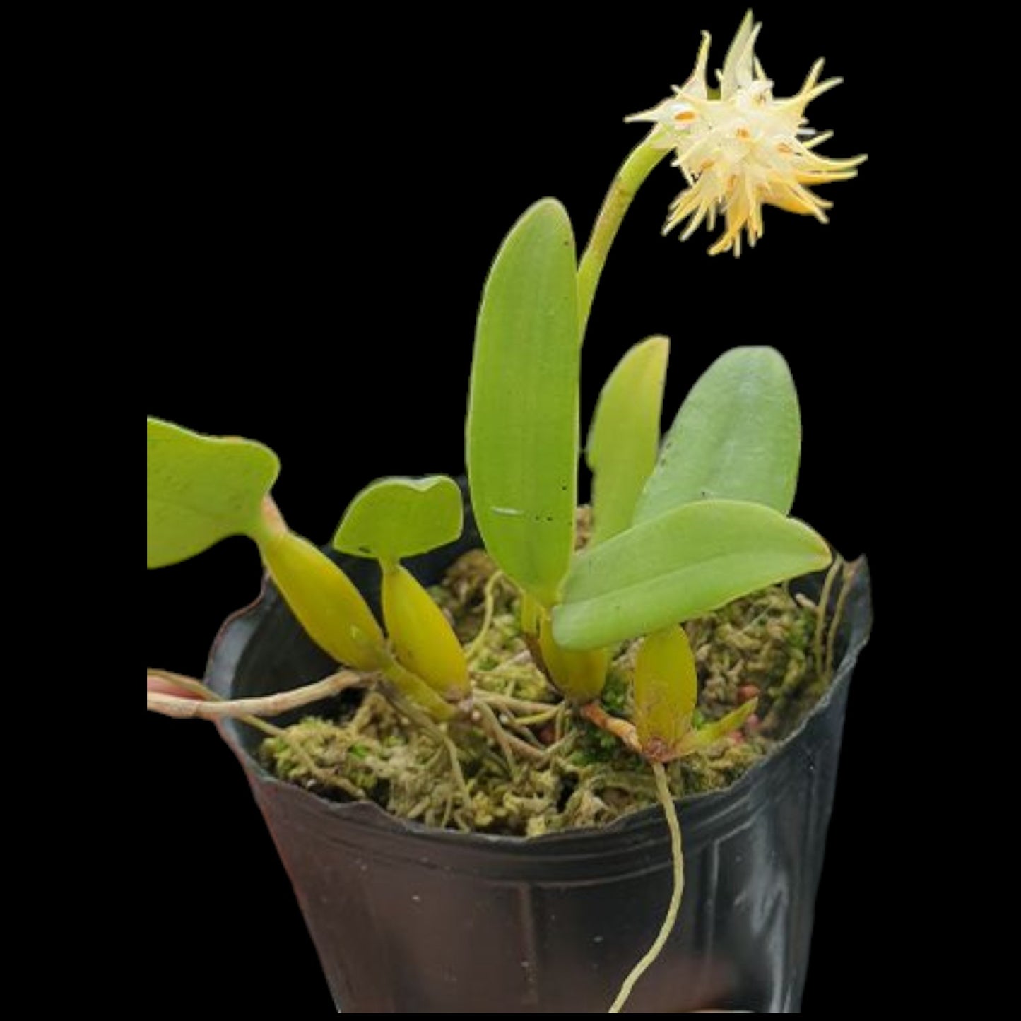 Bulbo odoratissimum - Dr. Bill's Orchids, LLC