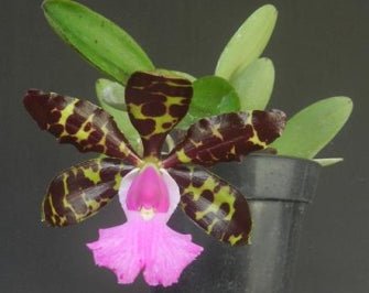 C. aclandiae - Dr. Bill's Orchids, LLC