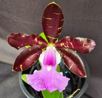 C. aclandiae (dark x tipo tradicao) - Dr. Bill's Orchids, LLC