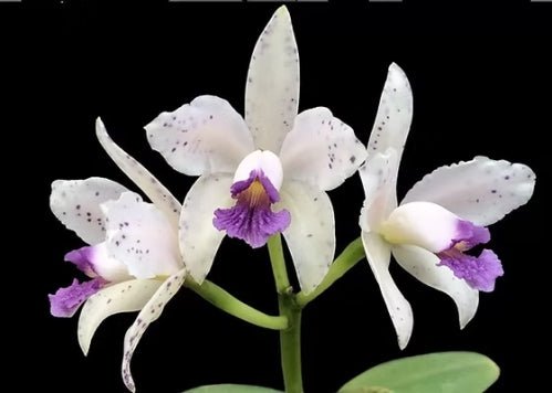 C. amethystoglossa coerulea - Dr. Bill's Orchids, LLC