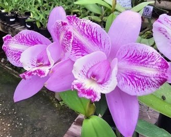 C. forbesii Tradicao x C. harrisoniana trilabelo - Dr. Bill's Orchids, LLC