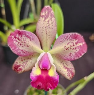 C. Jungle Gem x Blc Durigan - Dr. Bill's Orchids, LLC