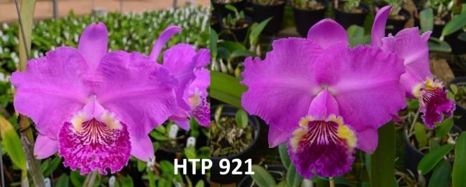 C. lueddemanniana ( rubra Haydee x rubra jrd) - Dr. Bill's Orchids, LLC