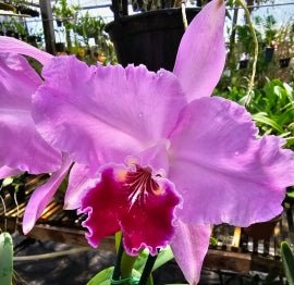 C. lueddemanniana ( rubra Tradição x rubra flamea) - Dr. Bill's Orchids, LLC