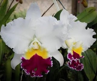 C Mikkie Nagata 'Orchidlibrary' - Dr. Bill's Orchids, LLC