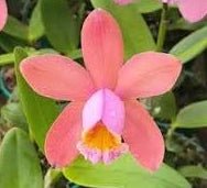 C venosa - Dr. Bill's Orchids, LLC