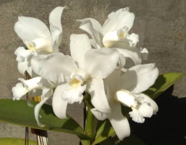 Cattleya amethystoglossa (alba T1 x soft pink) - Dr. Bill's Orchids, LLC