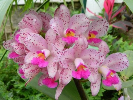 Cattleya amethystoglossa 'Jessica' - Dr. Bill's Orchids, LLC