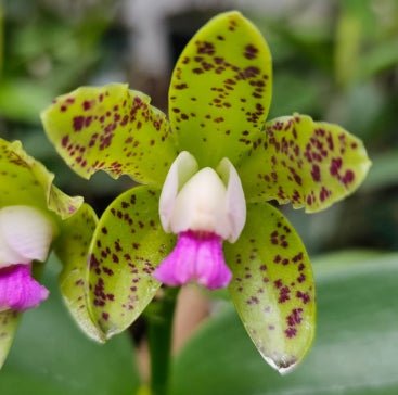 Cattleya guttata esmeraldina - Dr. Bill's Orchids, LLC