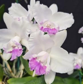 Cattleya intermedia coerulea Selection - Dr. Bill's Orchids, LLC