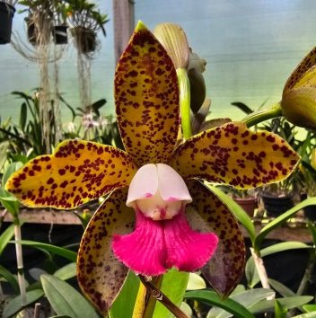 Cattleya leopoldii carnea - Dr. Bill's Orchids, LLC
