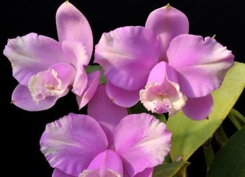 Cattleya loddigesii ‘Aquini’ - Dr. Bill's Orchids, LLC